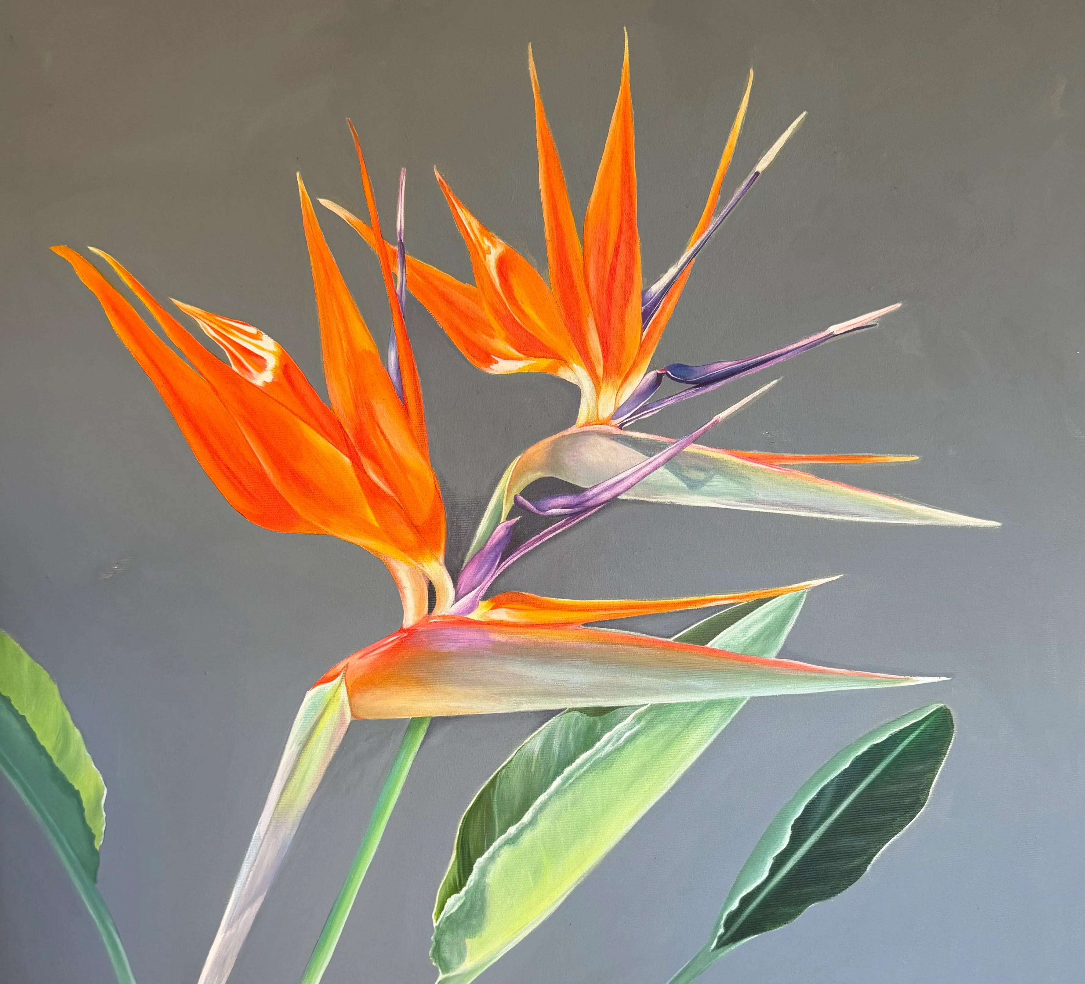 Birds of Paradise