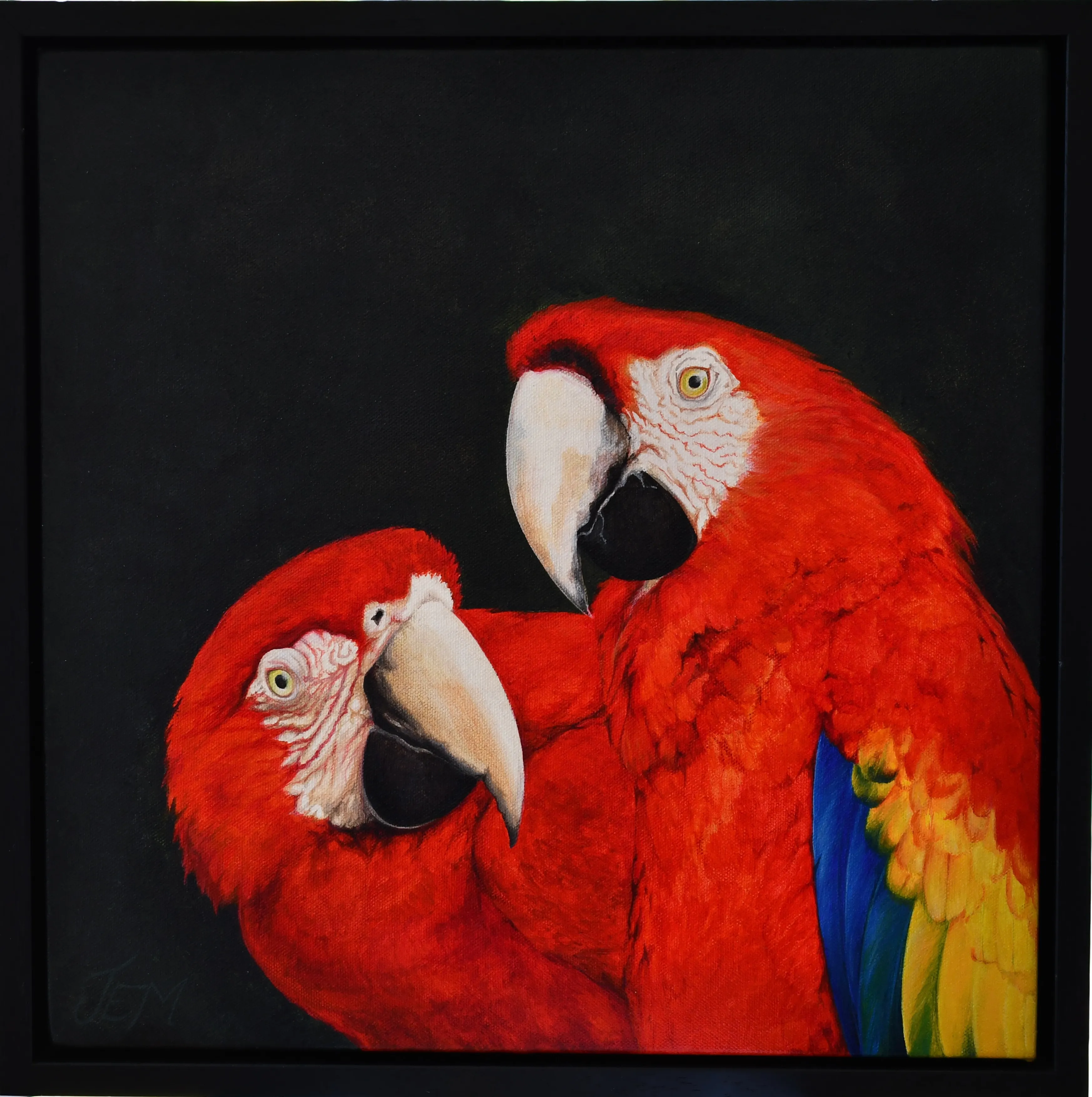 Parrots, together forever